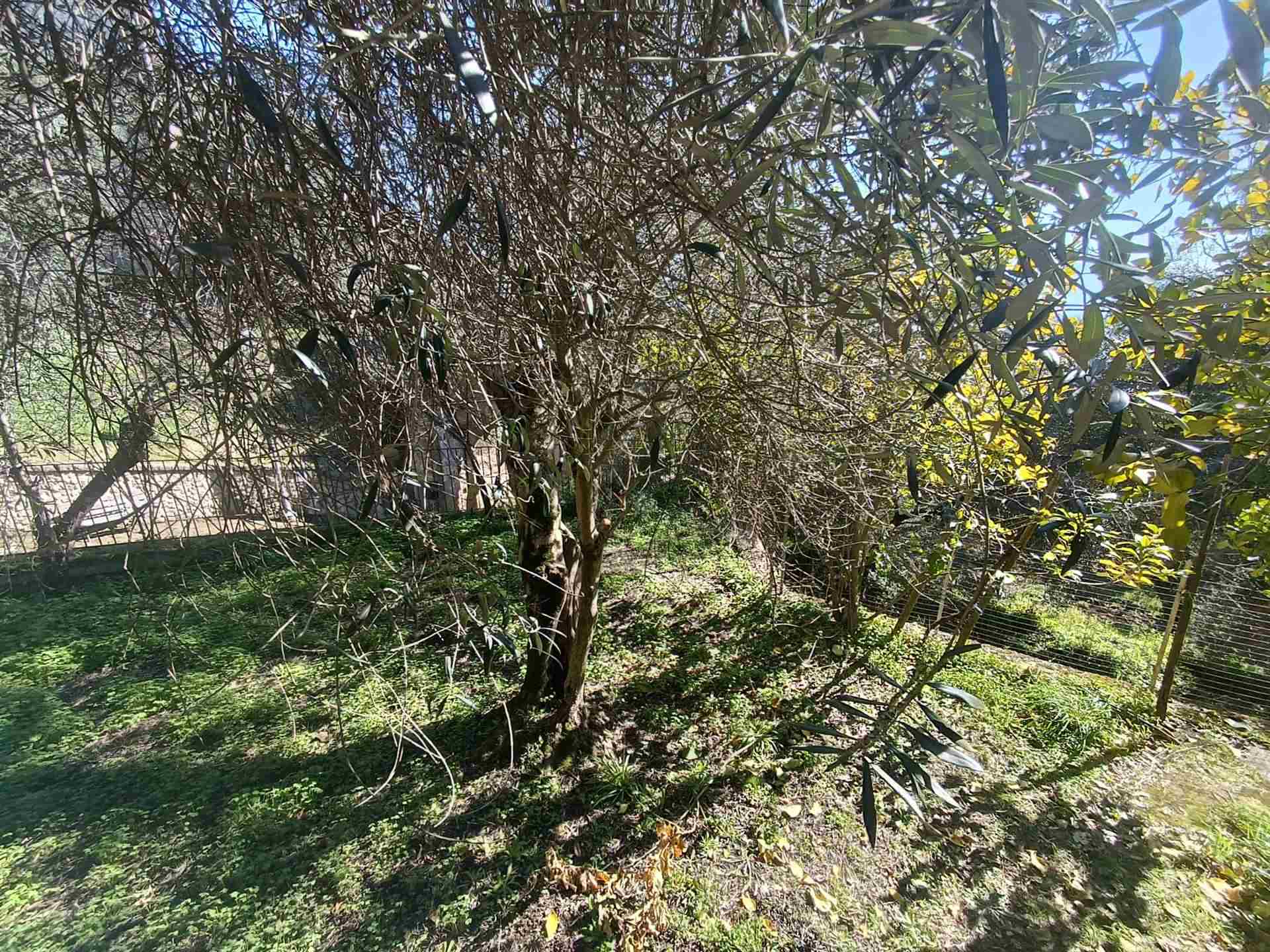 Casa semi indipendente a Marzano Appio, foto 39